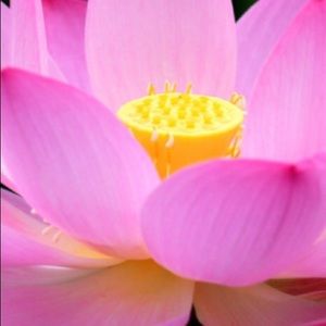 Meet your Posher, Pamela